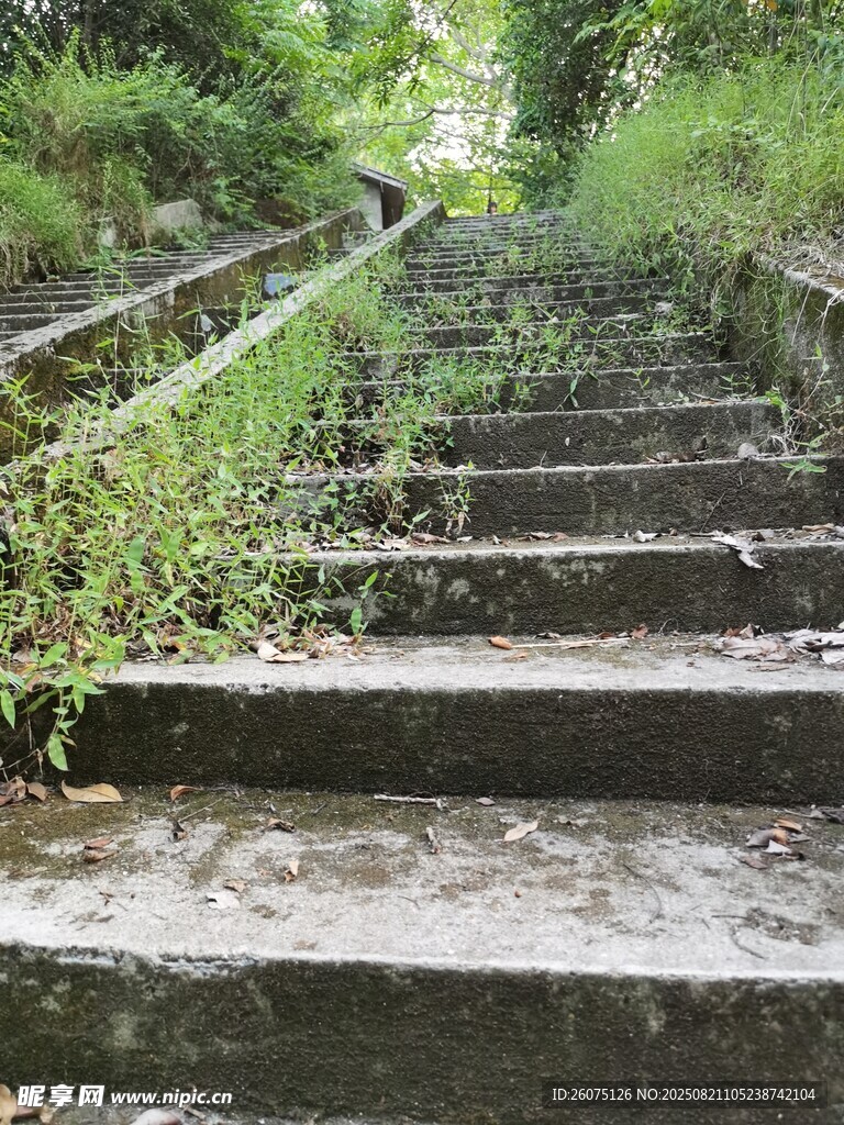 荒废石阶被绿植环绕