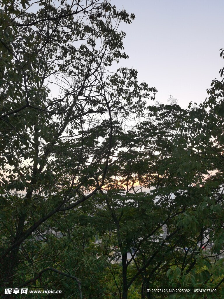 黄昏下的繁茂树林