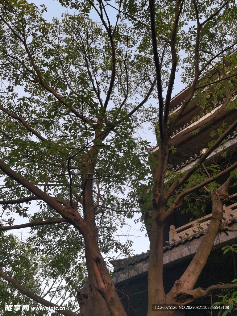 树旁塔式建筑与繁茂绿树