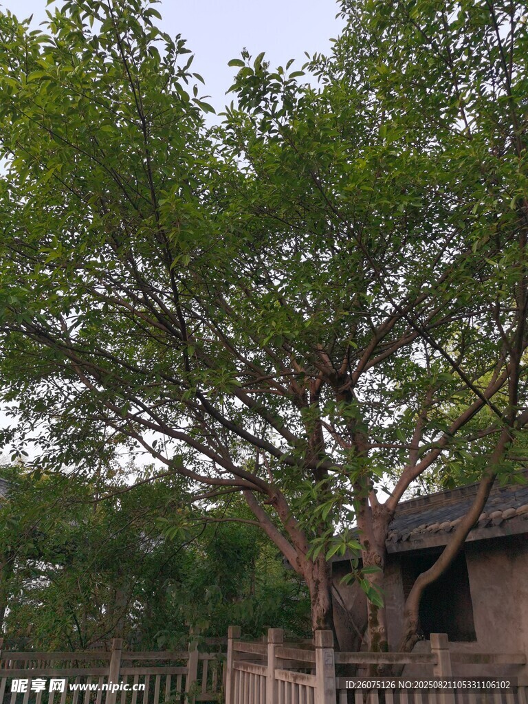 古树下的水泥建筑景观