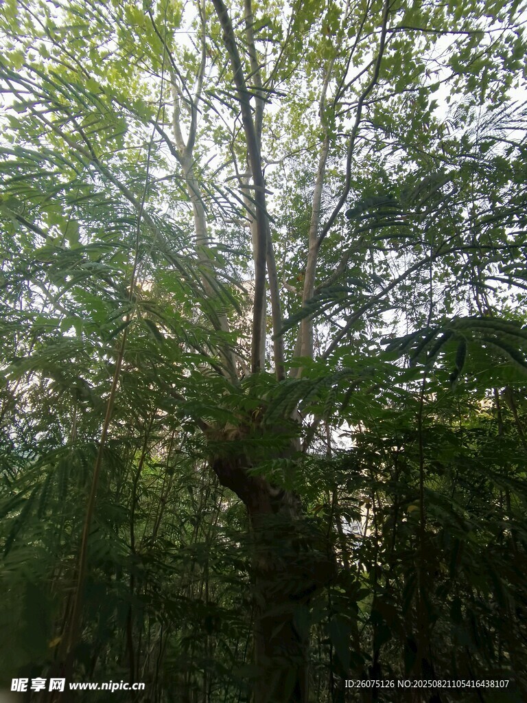 阳光穿透枝叶的繁茂树林