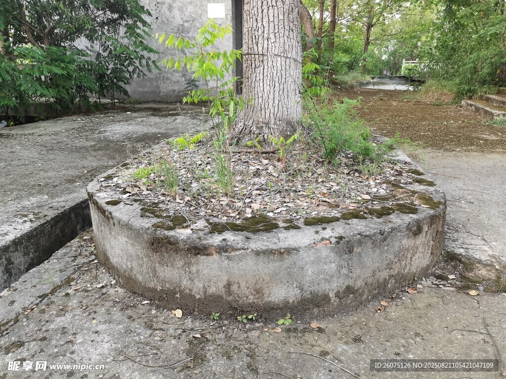 树下圆形花坛景观