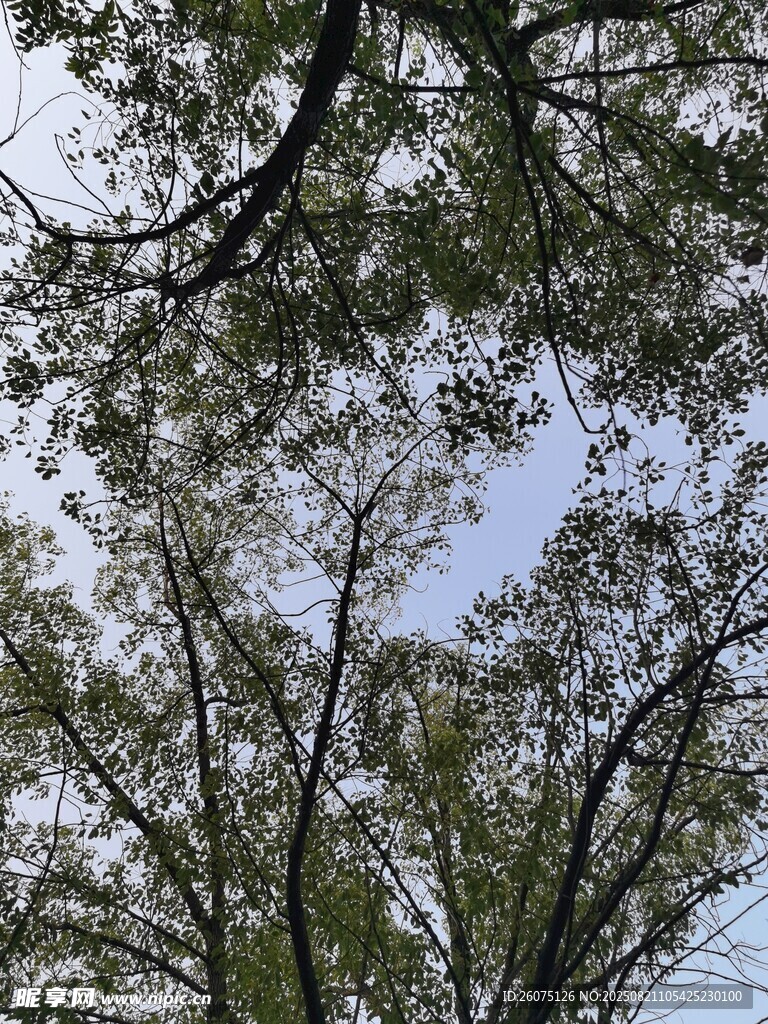 仰视树冠下的天空