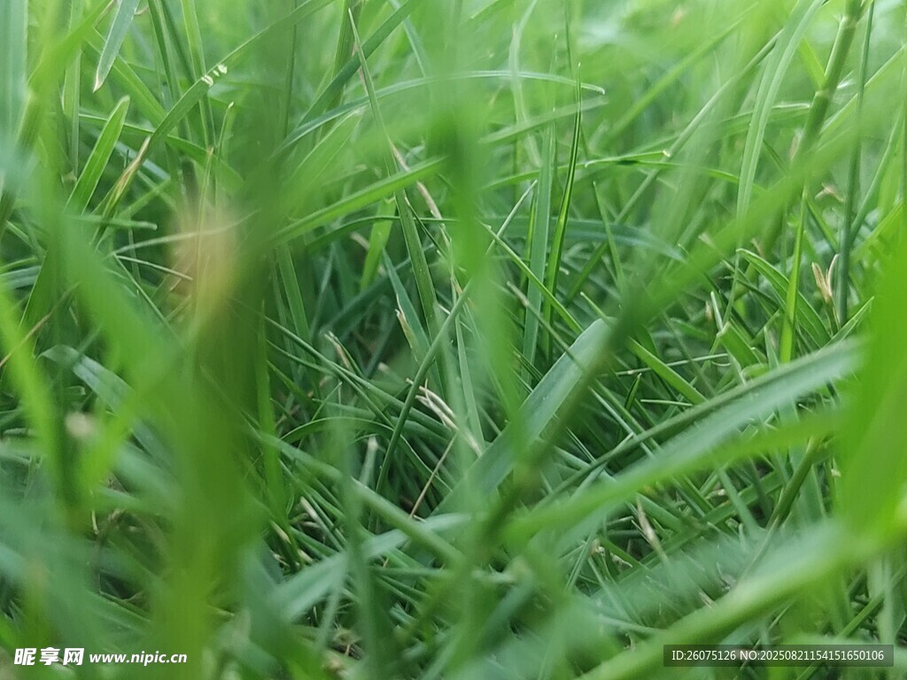 嫩绿青草特写