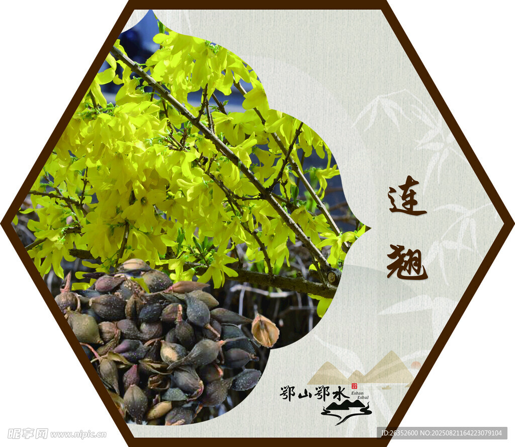 连翘与种子的自然景致