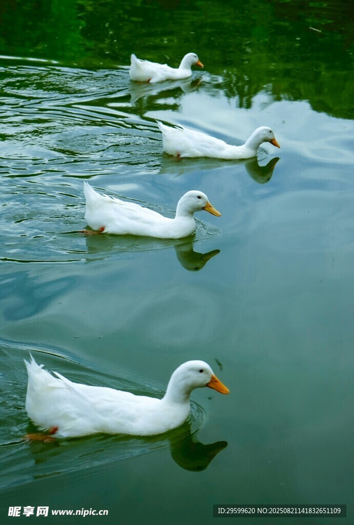 水面上悠游的一群白鸭