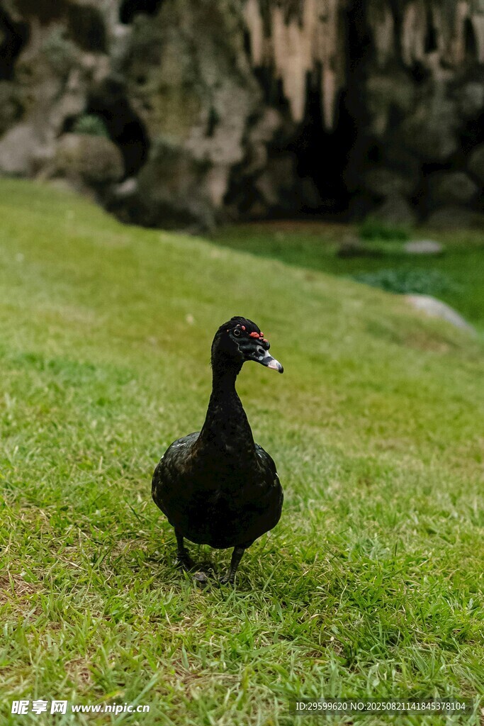 草地上的黑鸟