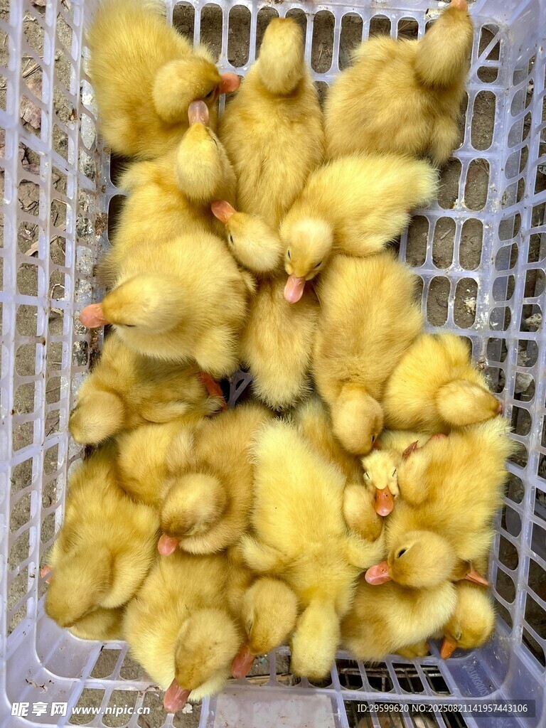 筐中可爱小黄鸡