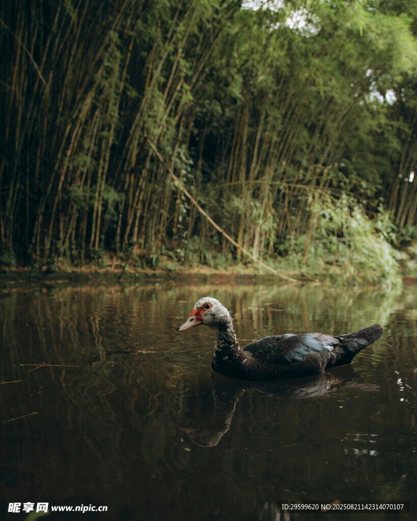 水中游弋的鸟与竹林景观
