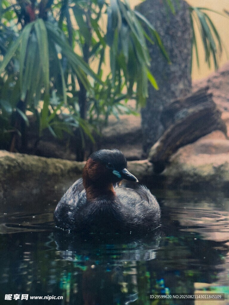 水中休憩的鸭子