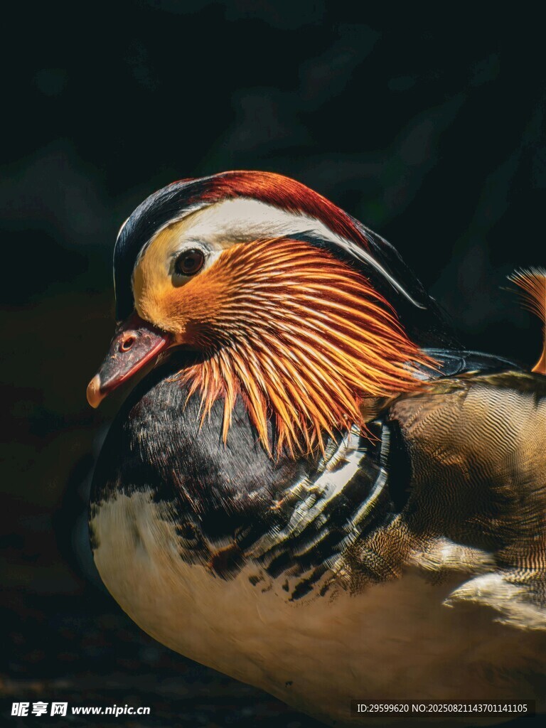 美丽鸳鸯特写