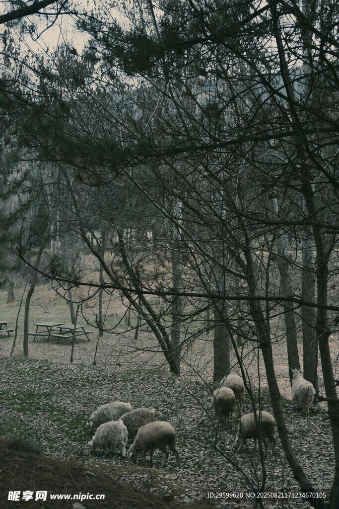 林间草地羊群悠然景象
