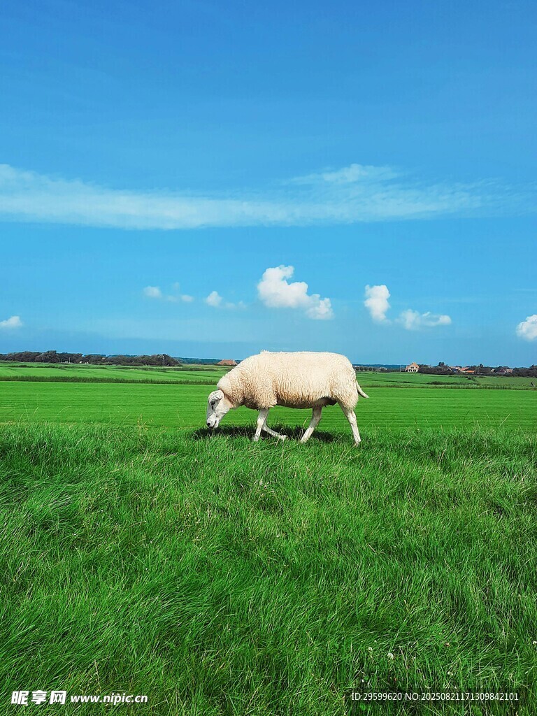 草原上的羊