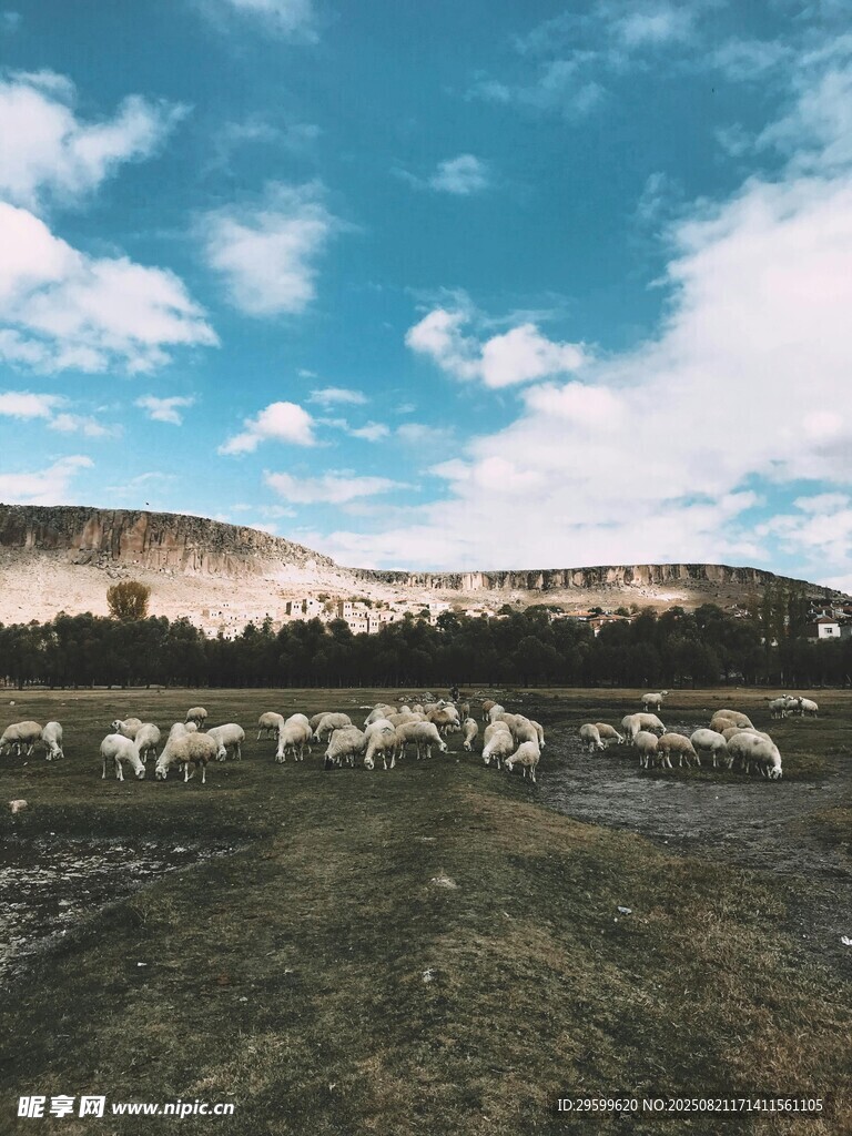 草原羊群与蓝天白云美景