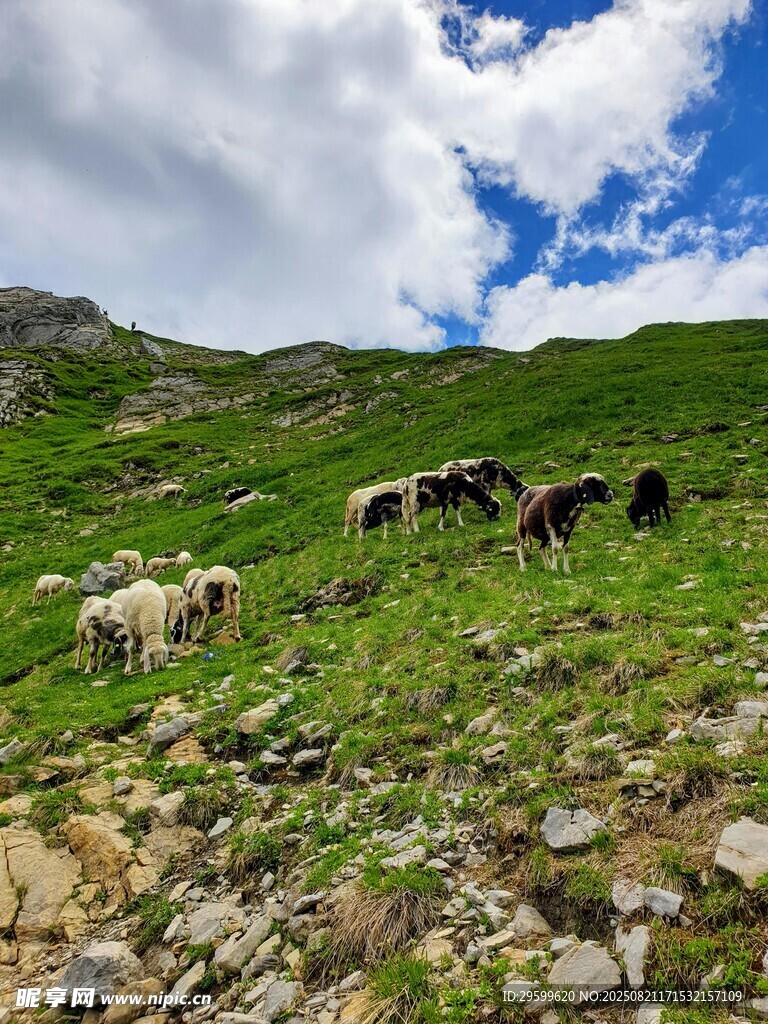 山坡上的羊群