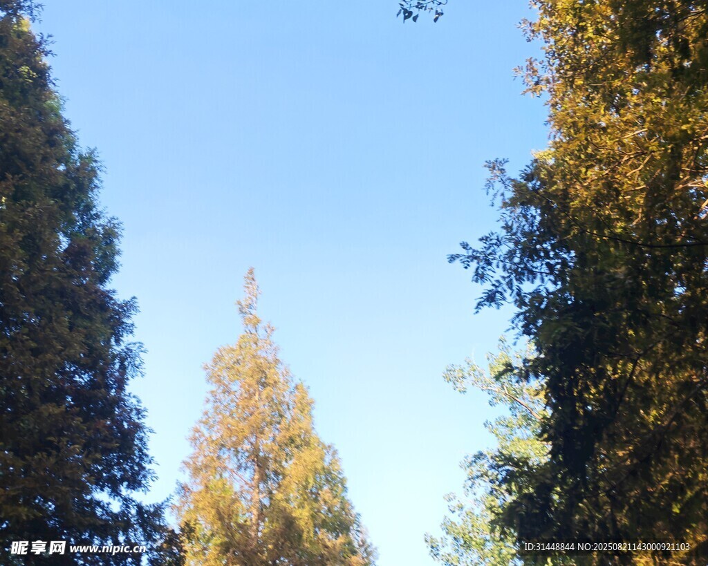 秋日林间树梢的蓝天景色