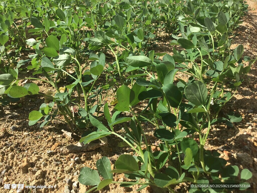 农田中的绿色植物