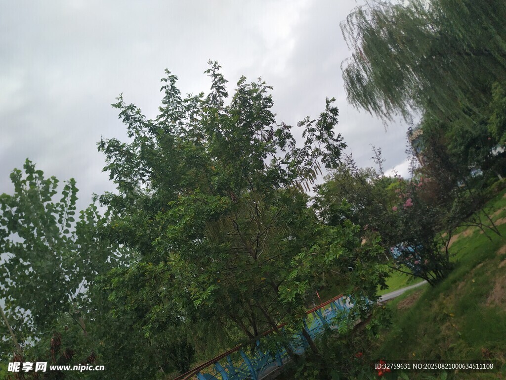 户外绿树成荫景致