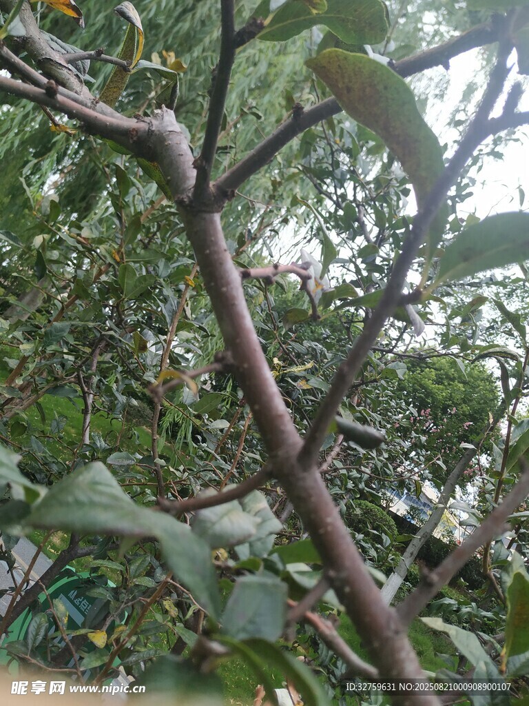 繁茂树枝与绿叶特写
