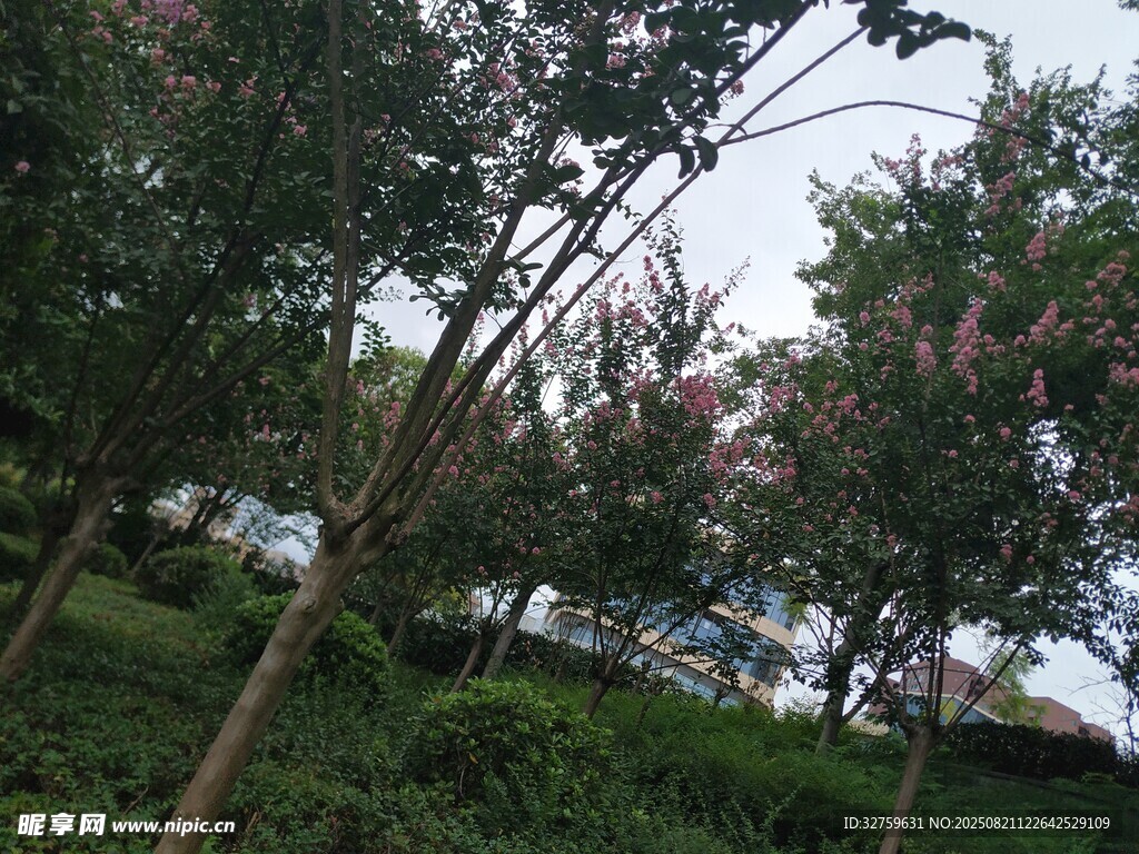 春日繁花绿树景致