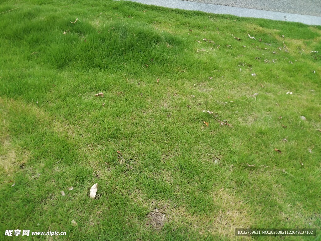 路边翠绿草地景象