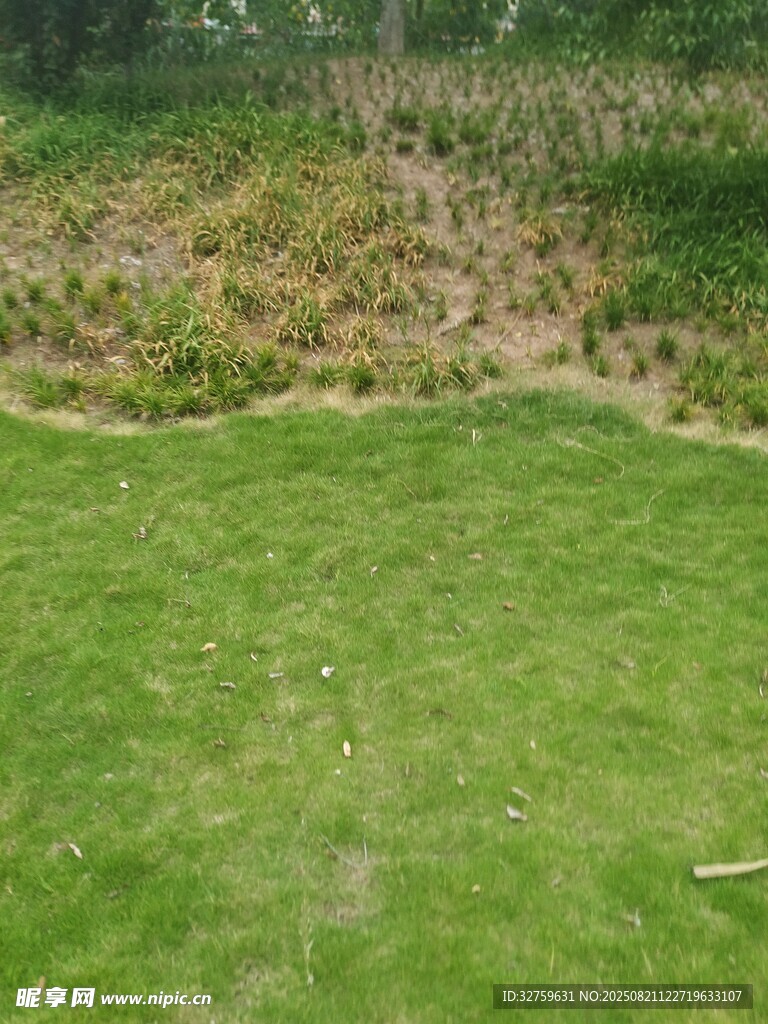 翠绿草坪与周边植被景观