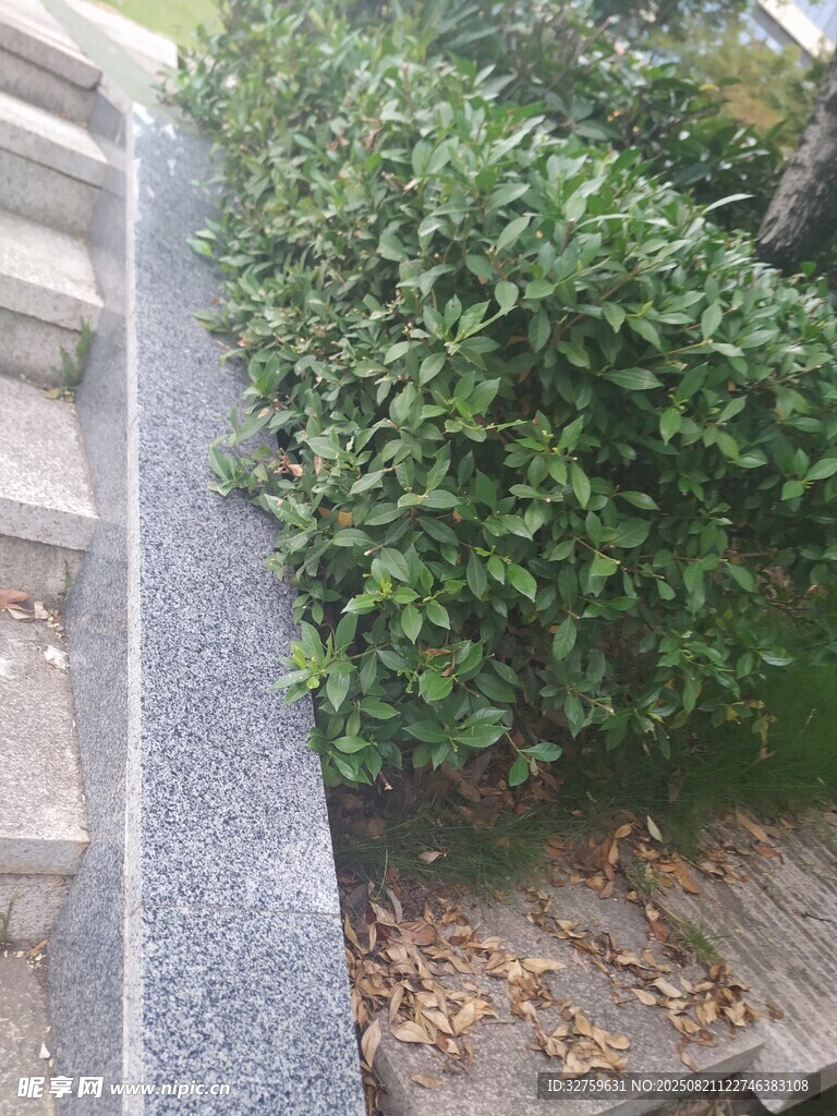 石阶旁的葱郁绿植