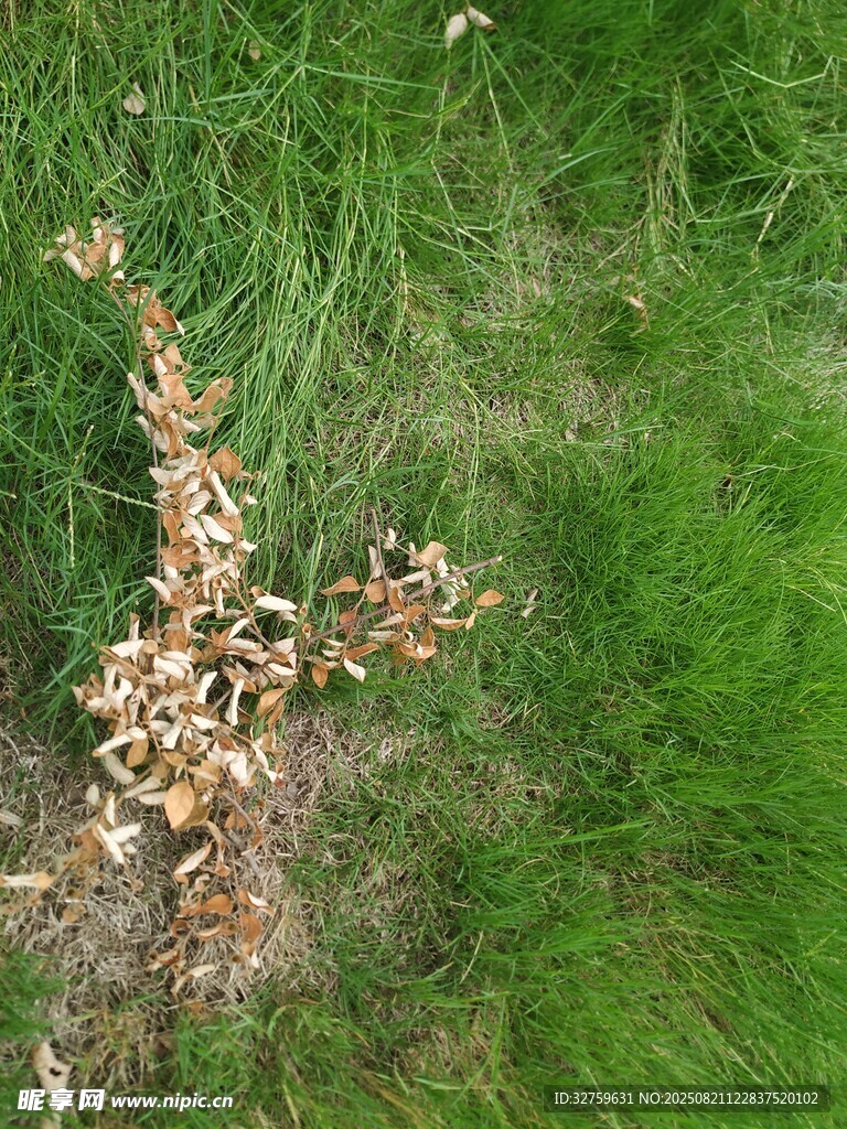 枯萎植物立于绿草地中