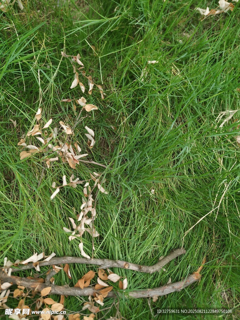 草地上的枯叶与树枝