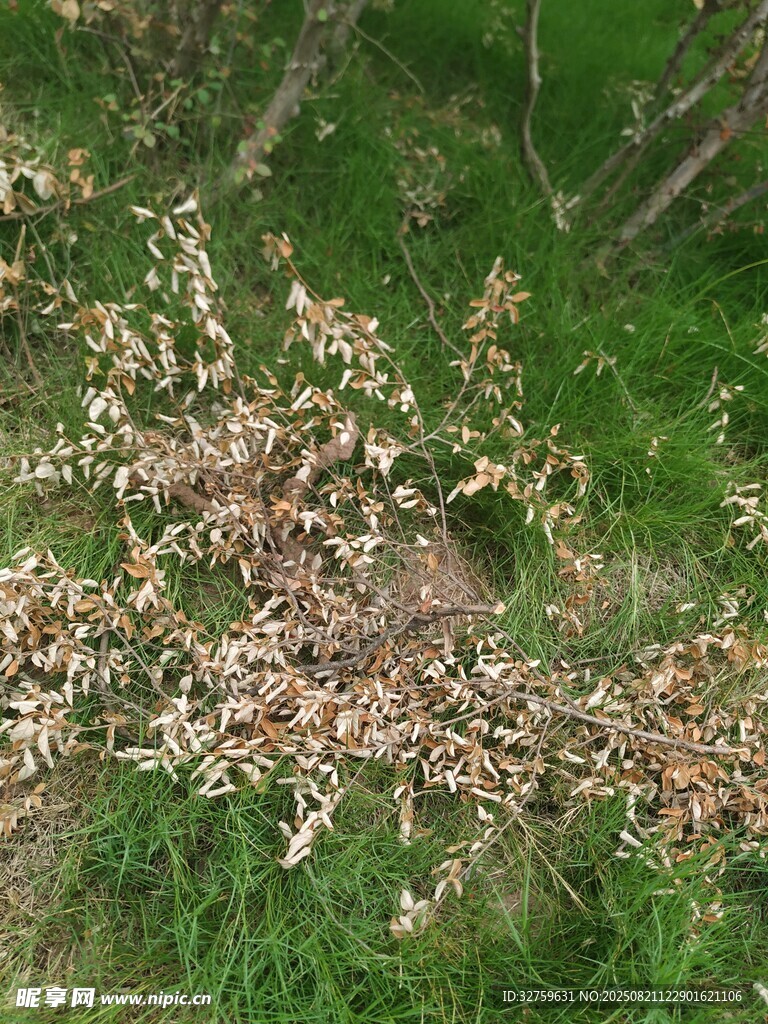 地面上的枯萎植物