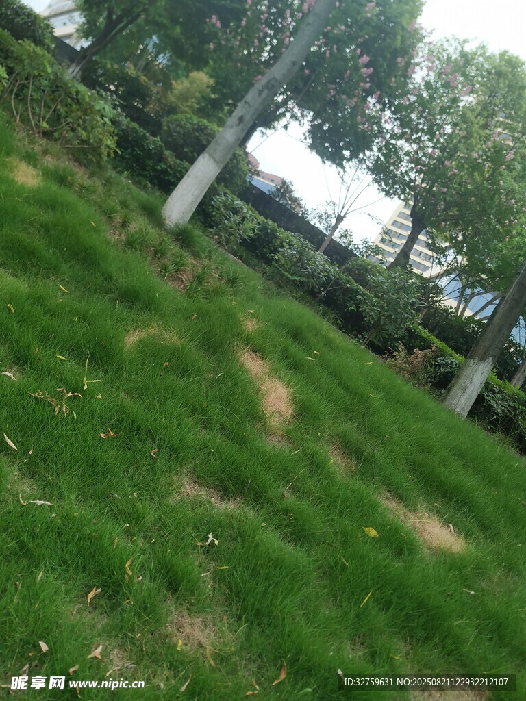 户外翠绿草地景观