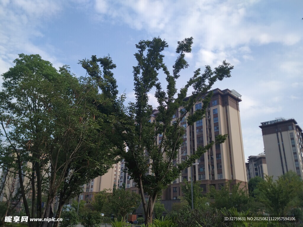 城市中葱郁树木与高楼