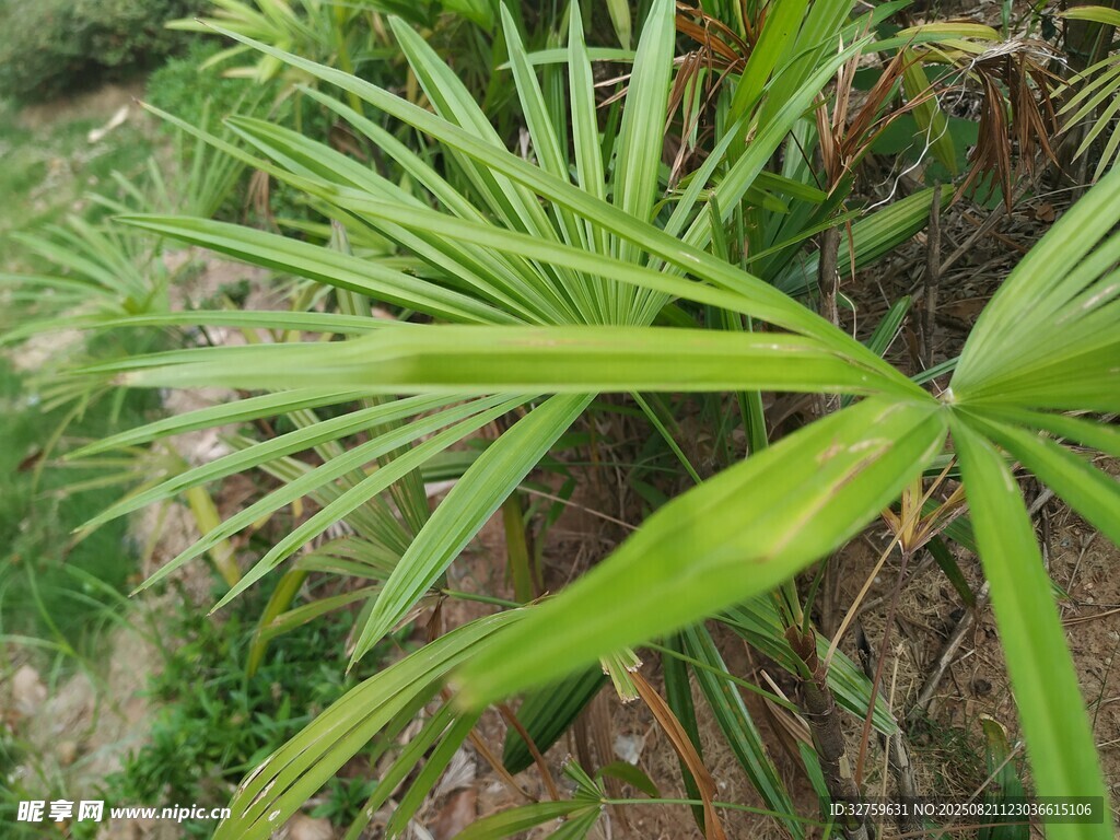 翠绿繁茂的热带植物叶片