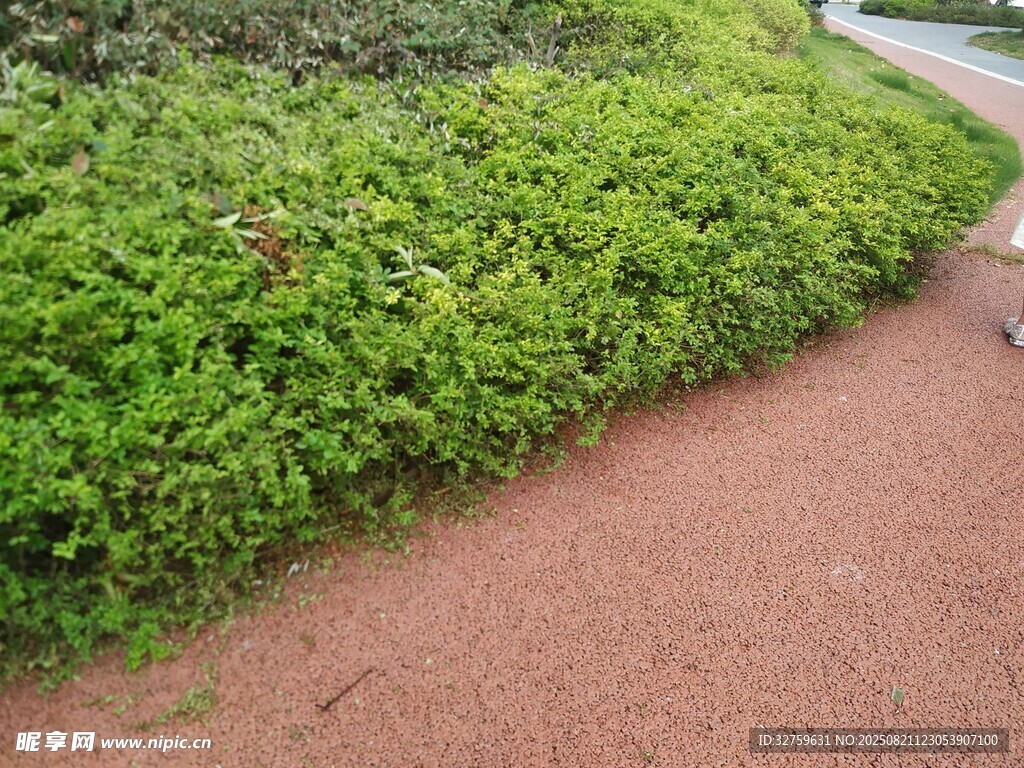 路边翠绿植被与红色步道