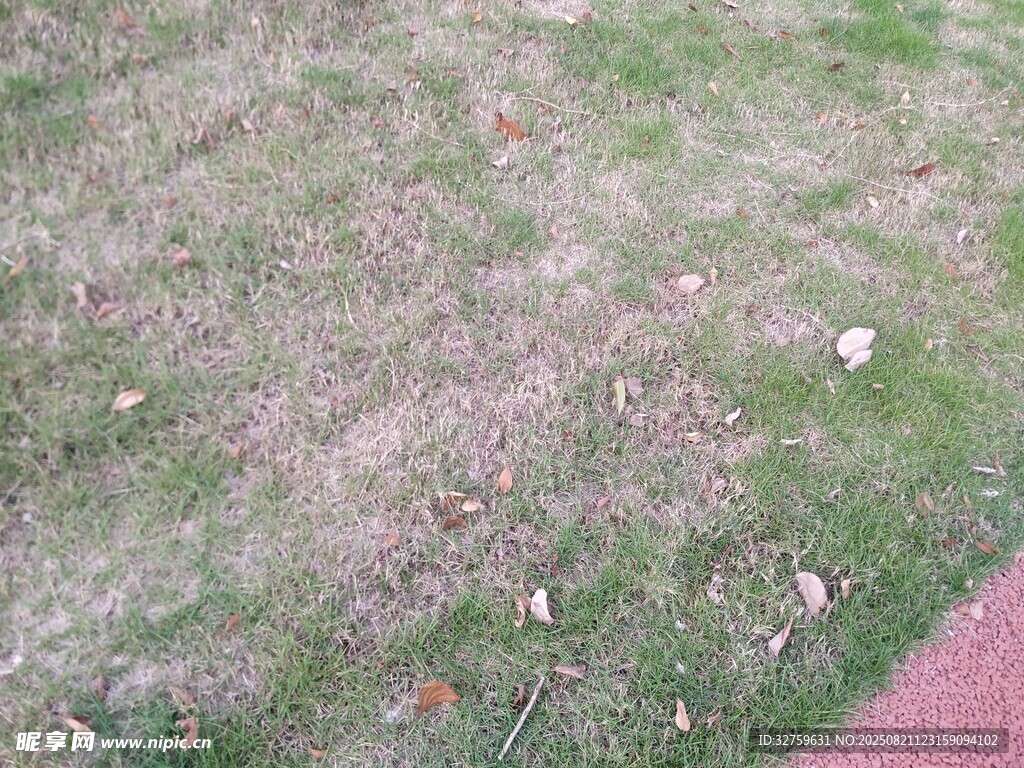 草地局部景象