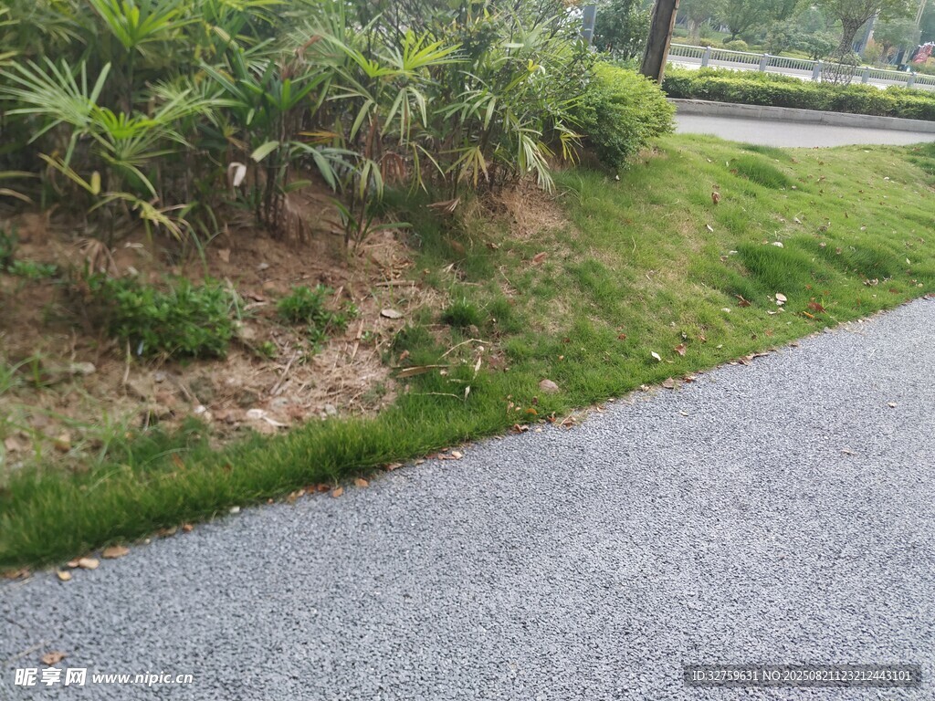 路边绿意盎然的草地与植被