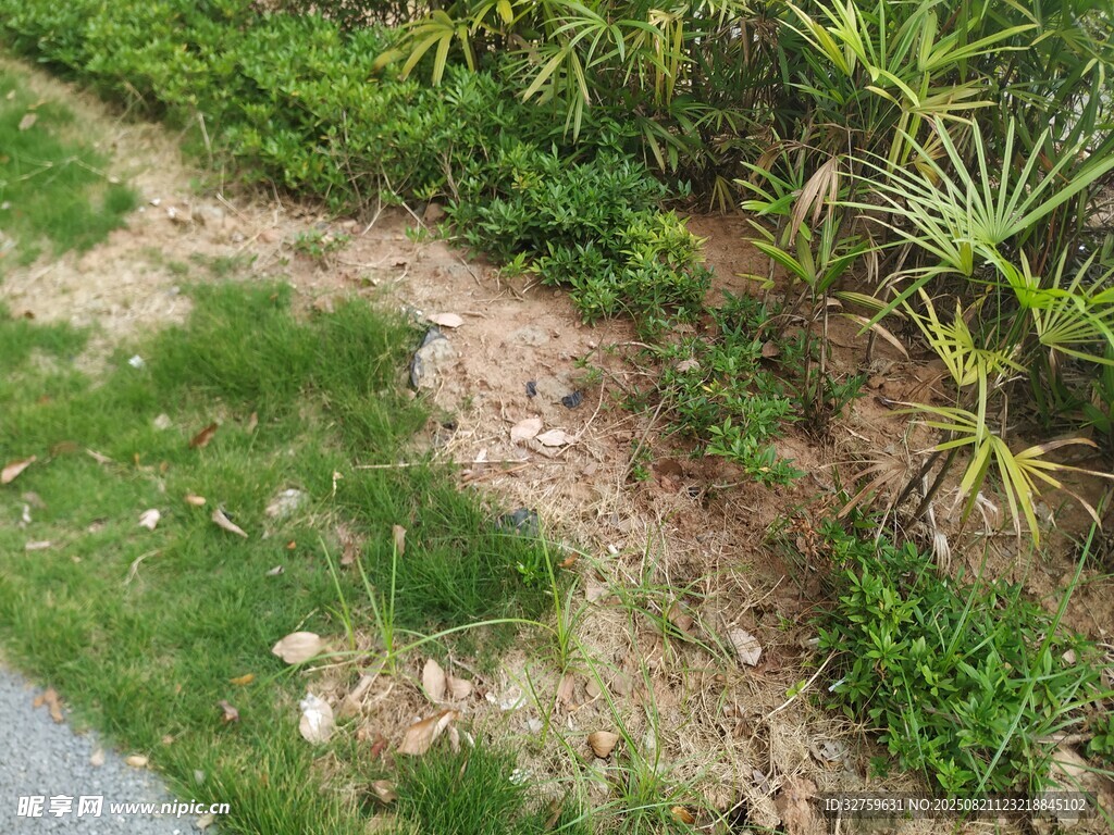 路边绿植旁的裸露土地