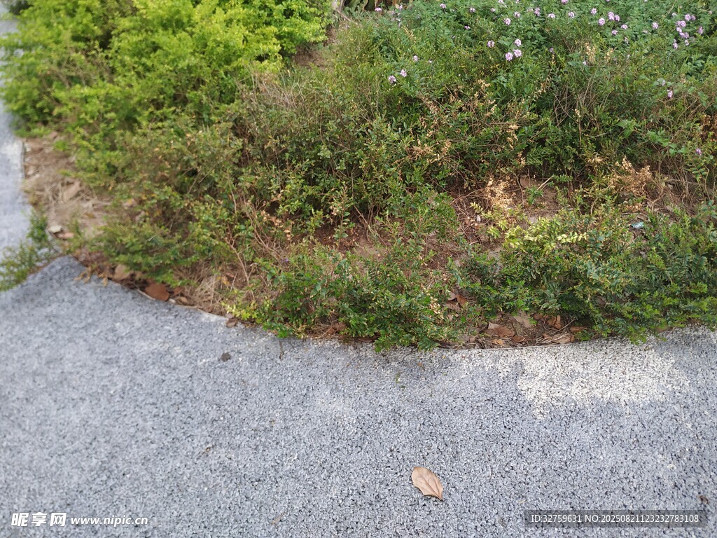 路边绿植与灰色路面一角
