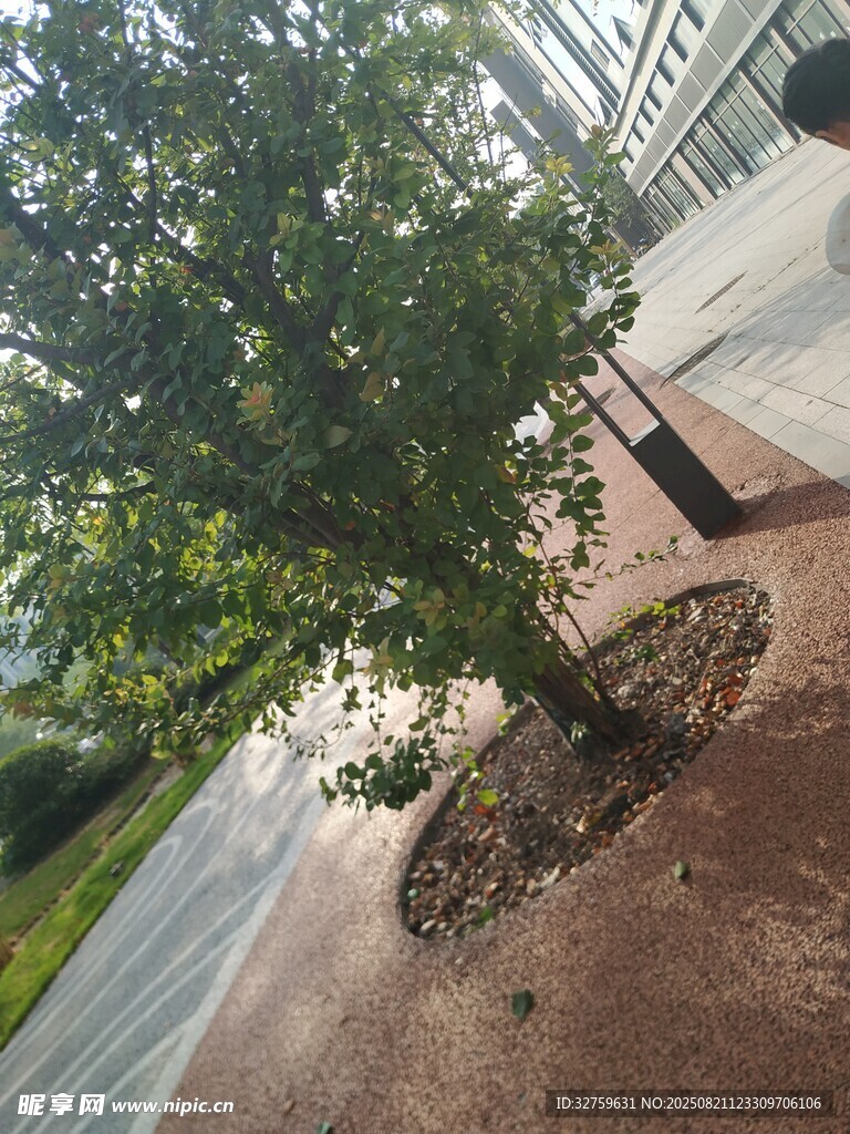城市中树下的一方静谧角落
