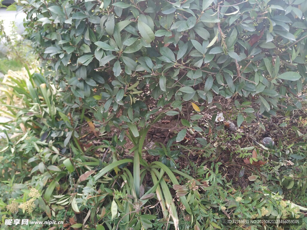 绿叶繁茂的灌木丛