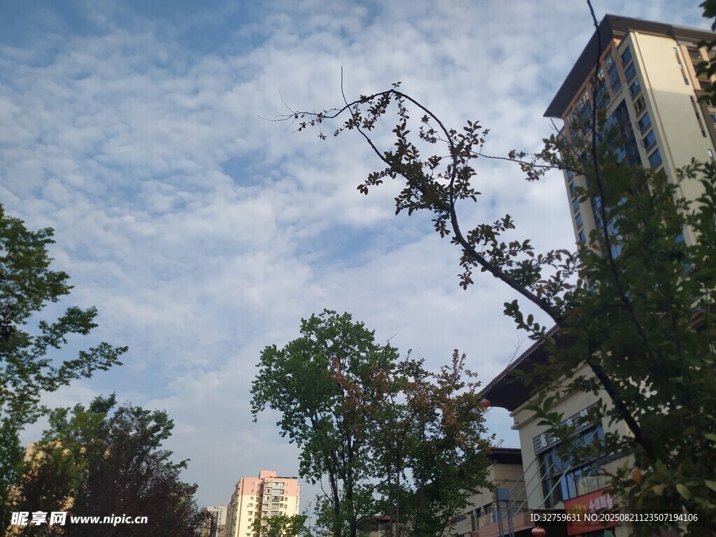 城市树梢间的蓝天景象