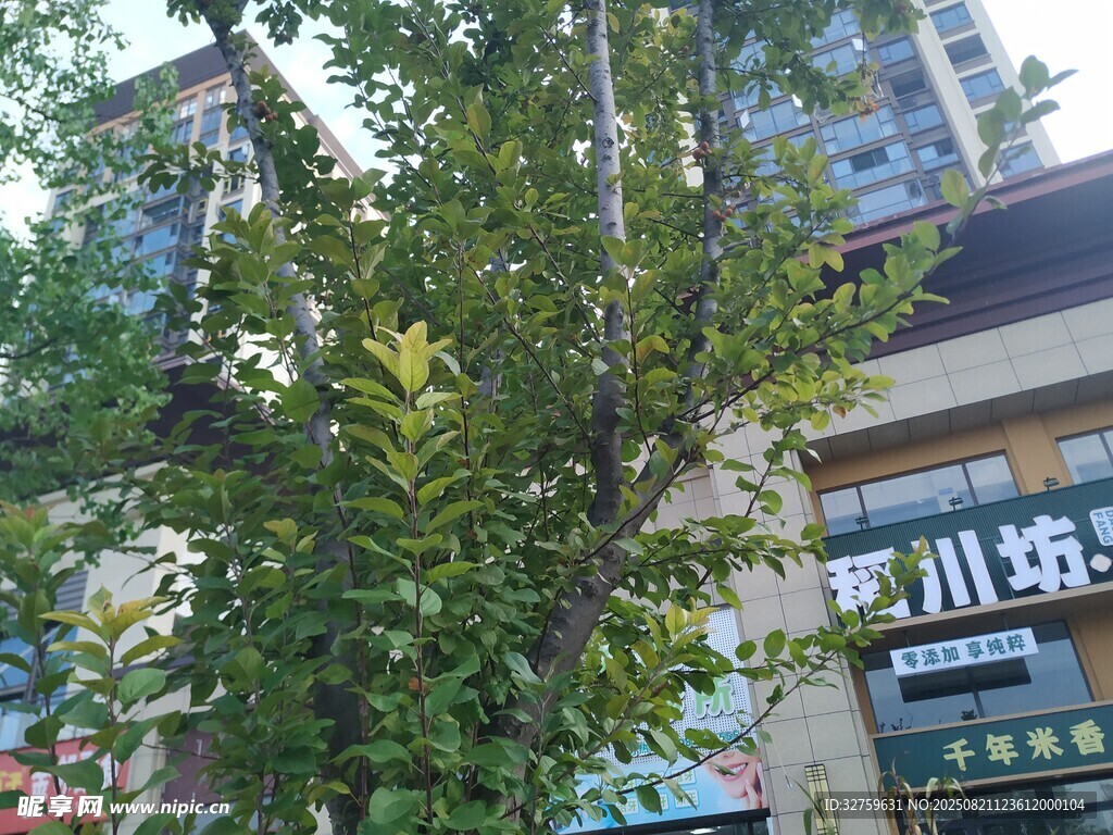 街边绿植旁的川味餐馆