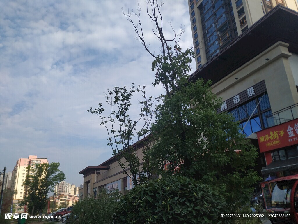 城市街边绿植与建筑景观