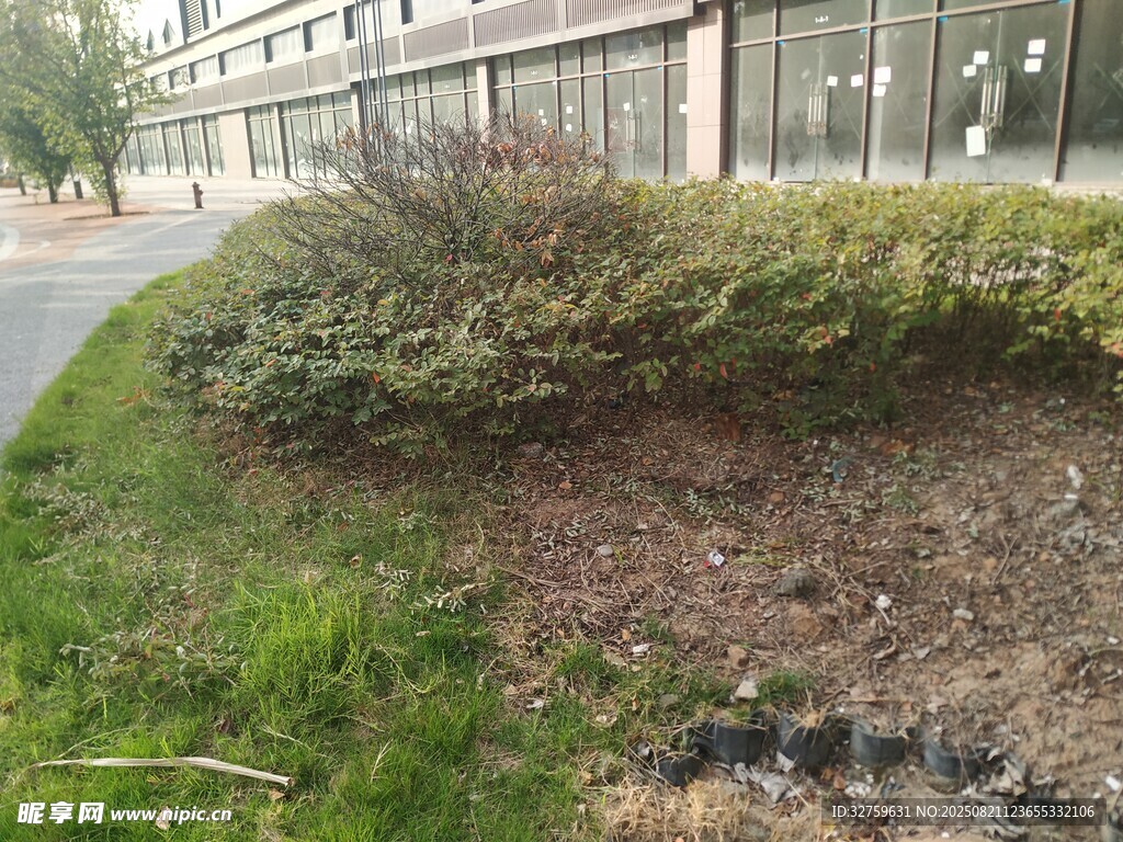 路边绿植景观