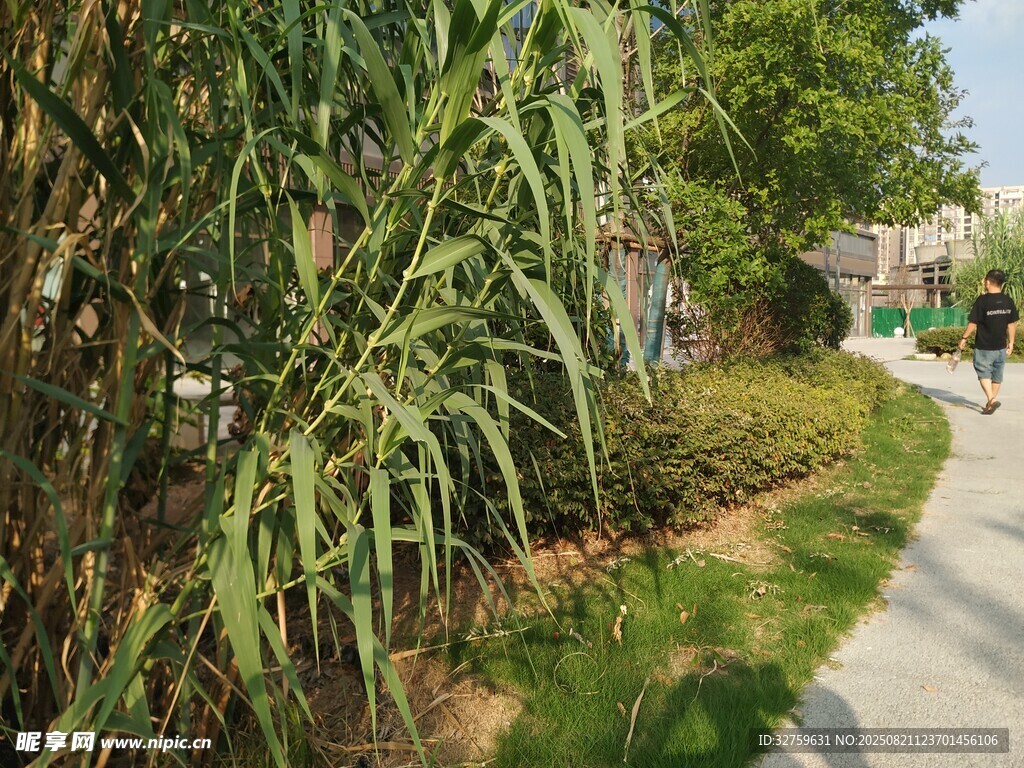 路边葱郁绿植景观