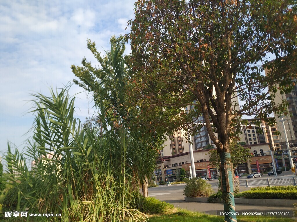 校园旁绿树与建筑景观