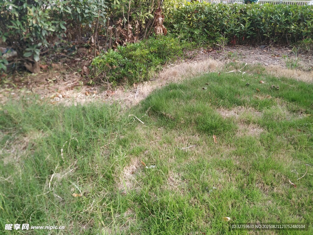 户外草地及周边绿植景观