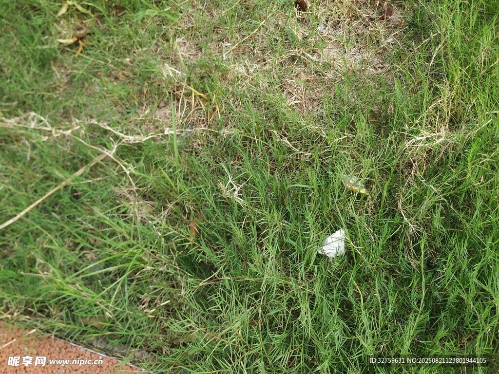 草地上的一朵小白花