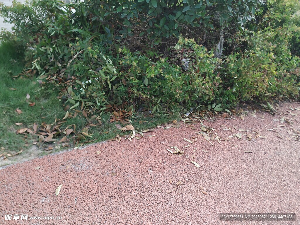 红土路旁绿植景观