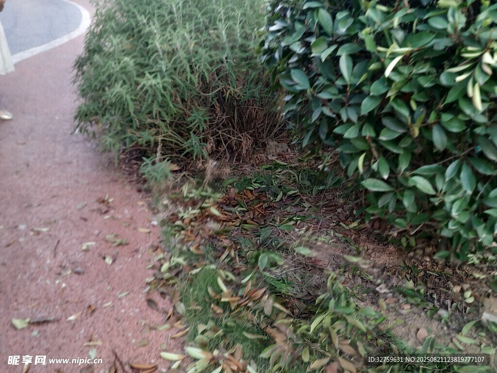 路边绿植与地面景象